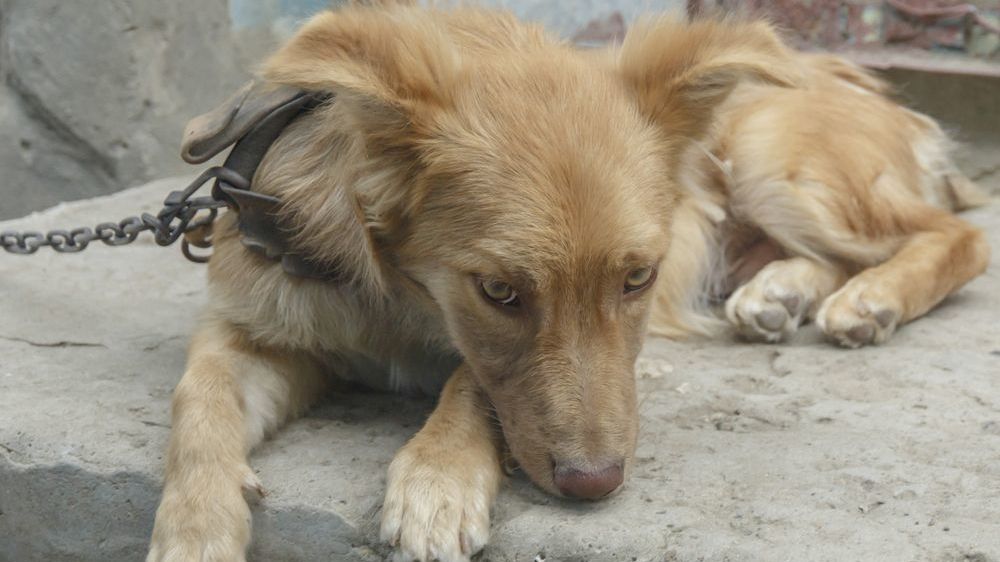 Držení psů na řetězu bude na Slovensku zakázáno